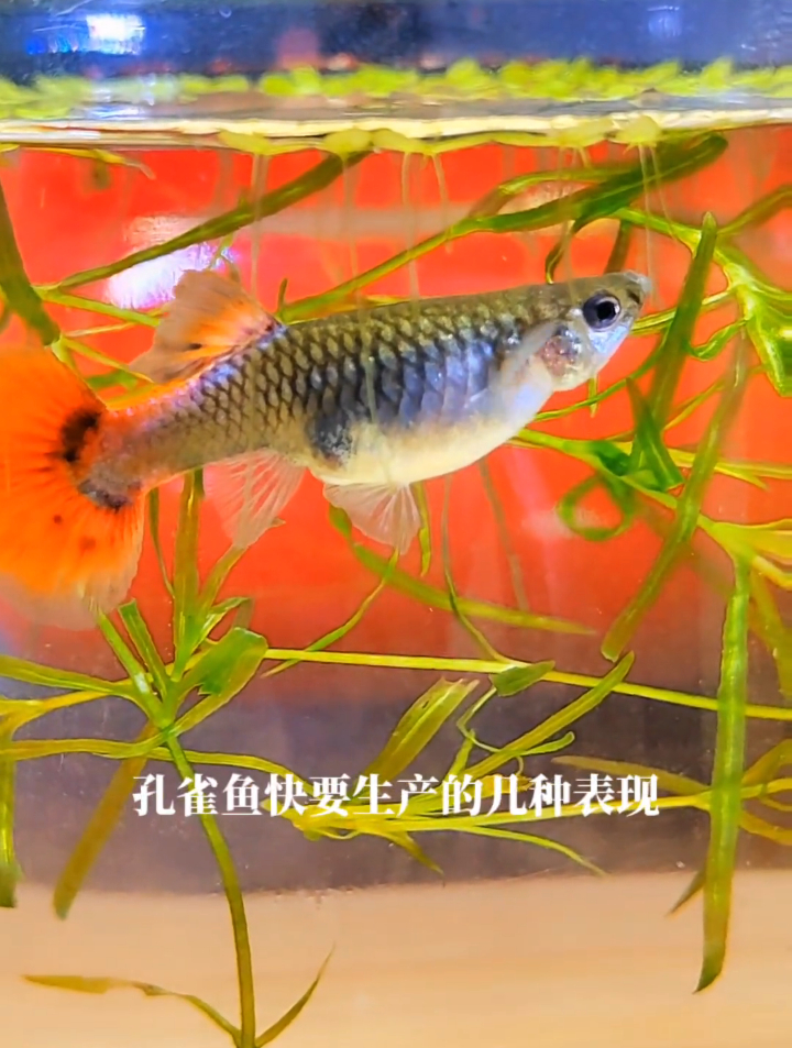 怎么判断孔雀鱼母鱼怀孕将生产？养鱼日记 孔雀鱼繁殖 孔雀鱼生产