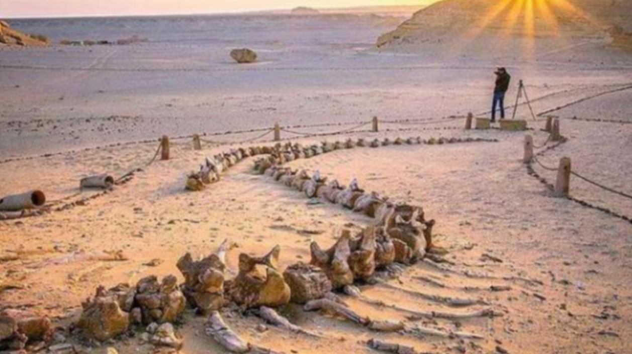 埃及荒漠出现数千条鲸鱼化石,揭开了进化过程的真相