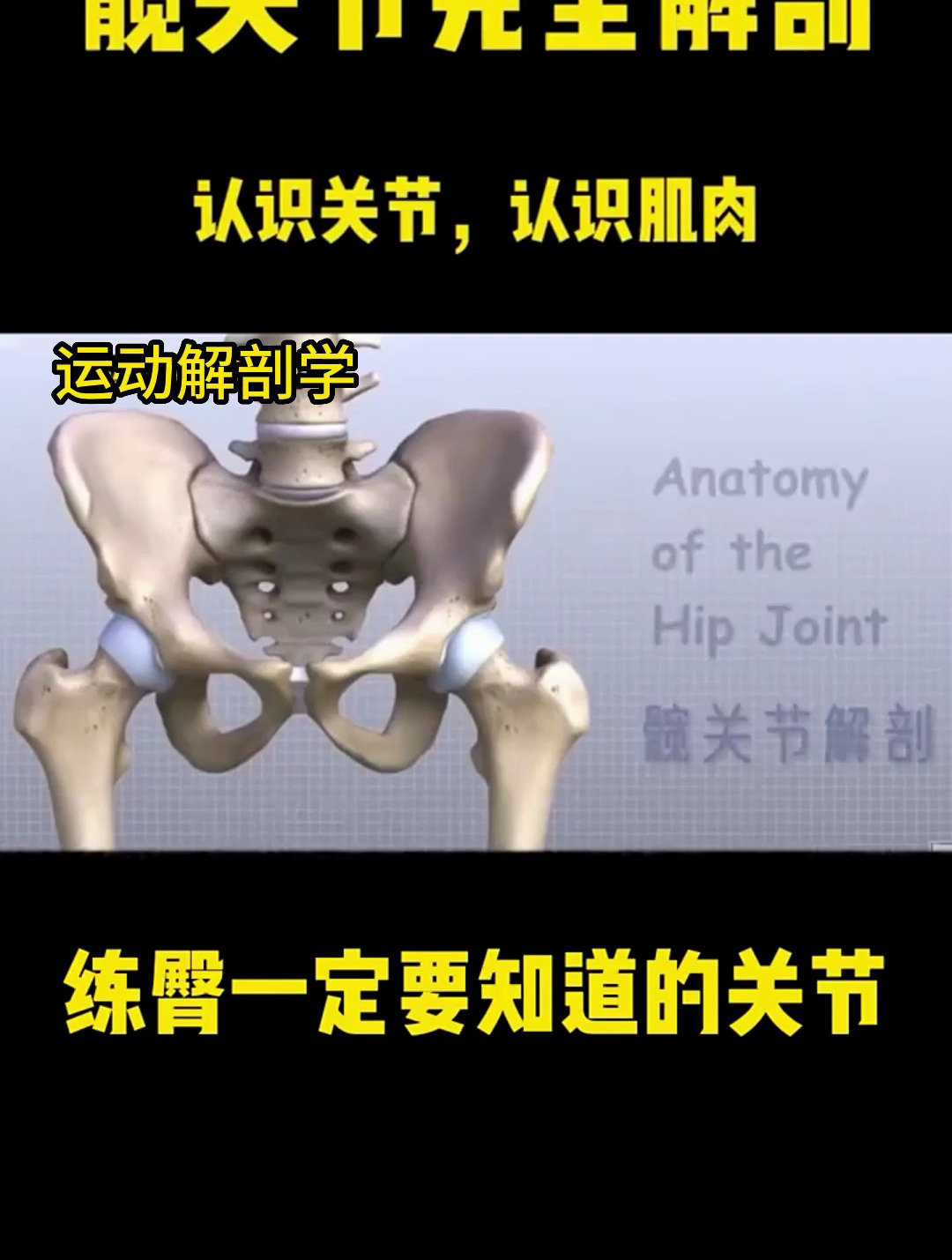 臀能不能练好取决你对髋关节的理解,一个视频带你全面解剖髋关节