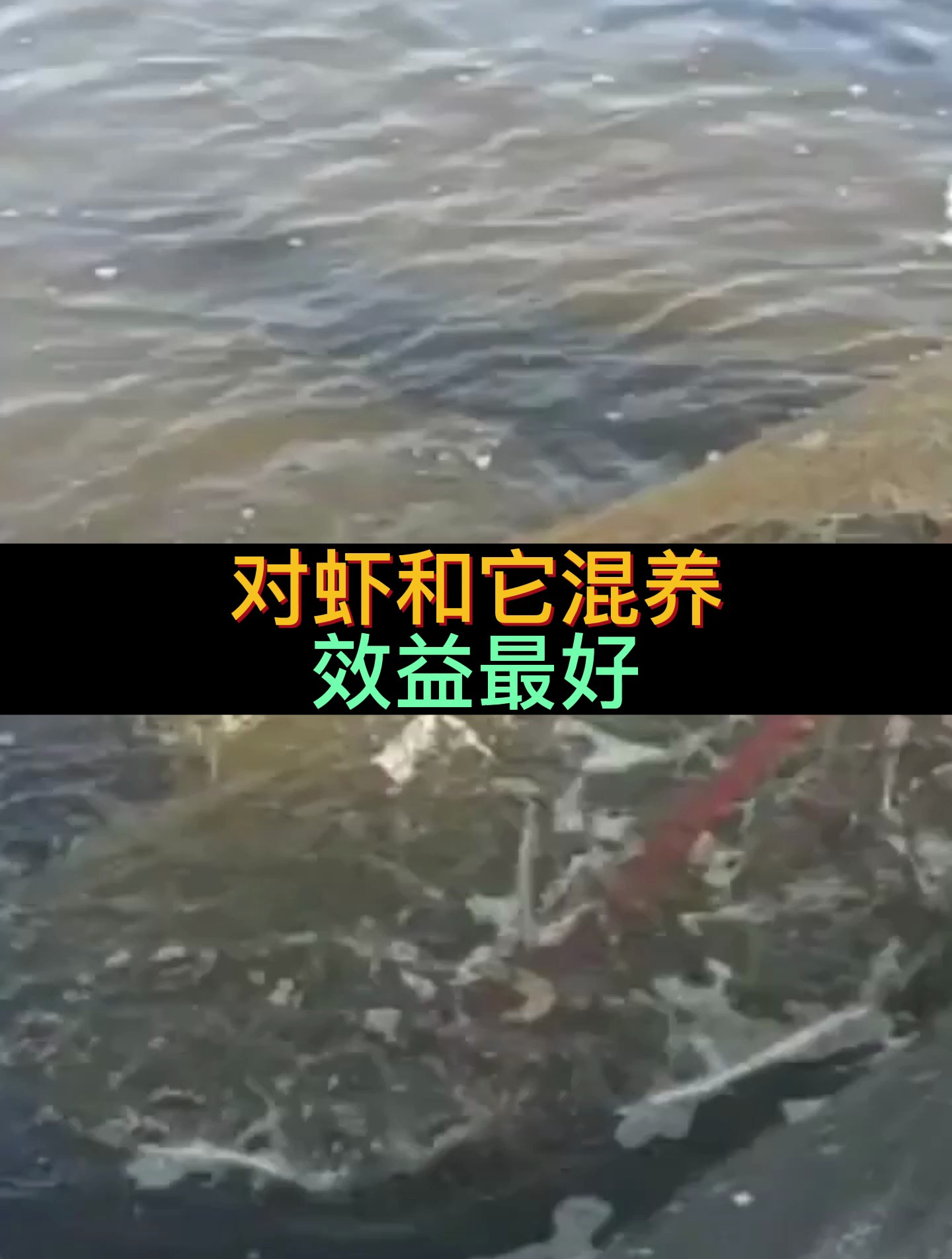 厉害了!这鱼类和虾混养,不仅能够减少虾病,还能提高养虾成功率