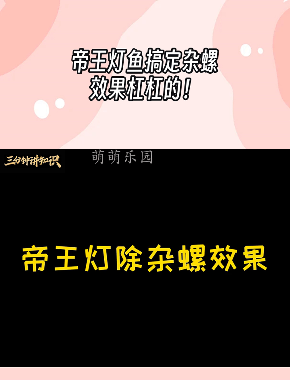 帝王灯鱼搞定杂螺,效果杠杠的!