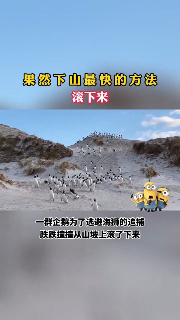 果然,下山最快的方法滚下来 动物 企鹅 逃跑