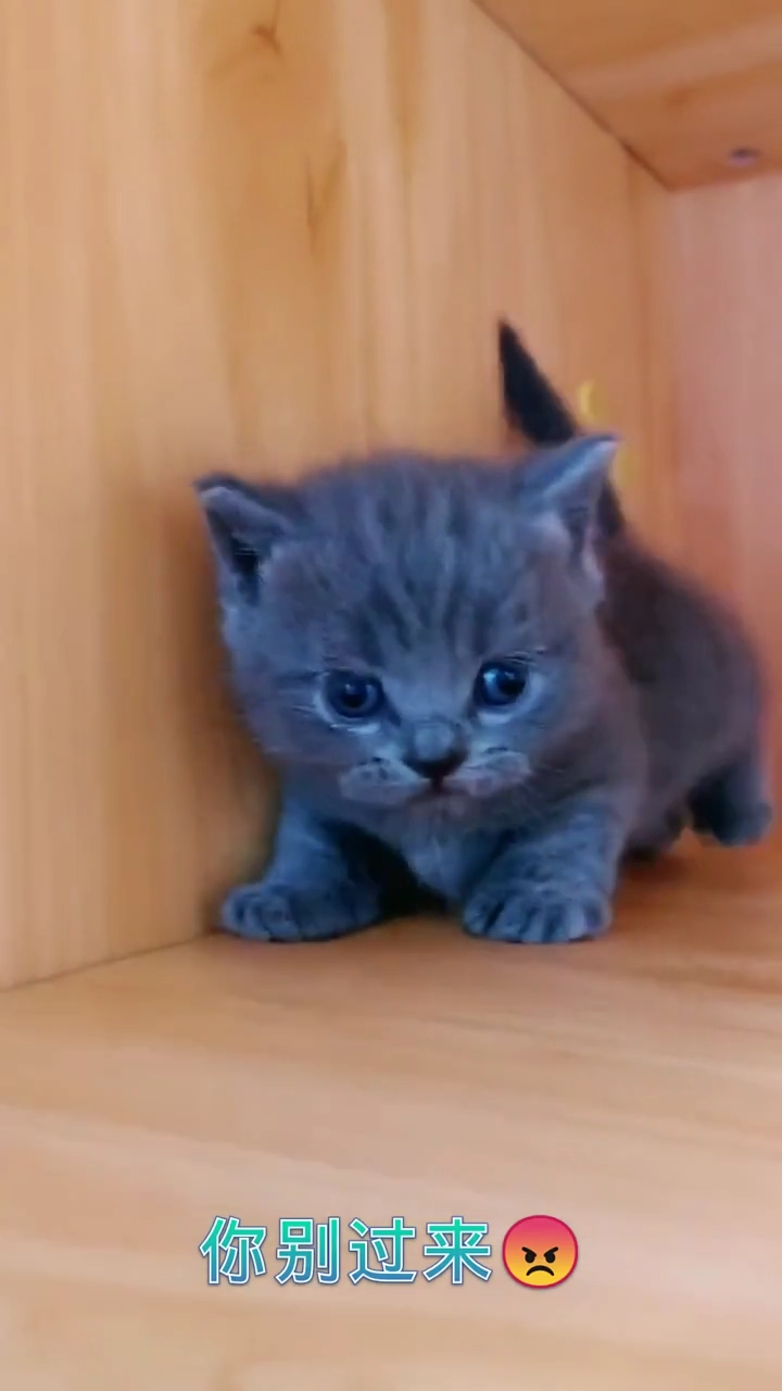 呆萌可爱的小猫咪,你喜欢吗