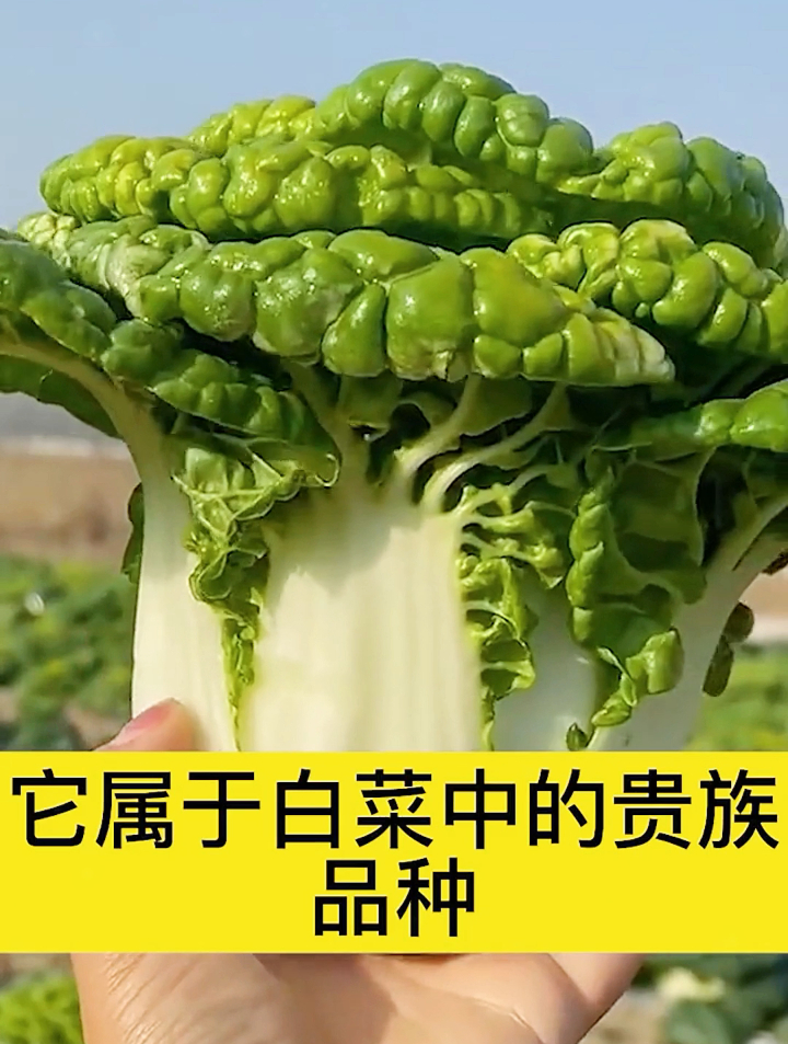 废弃花盆别丢掉了,用来种乌塌菜效果真棒,邻居见到纷纷跟着种!