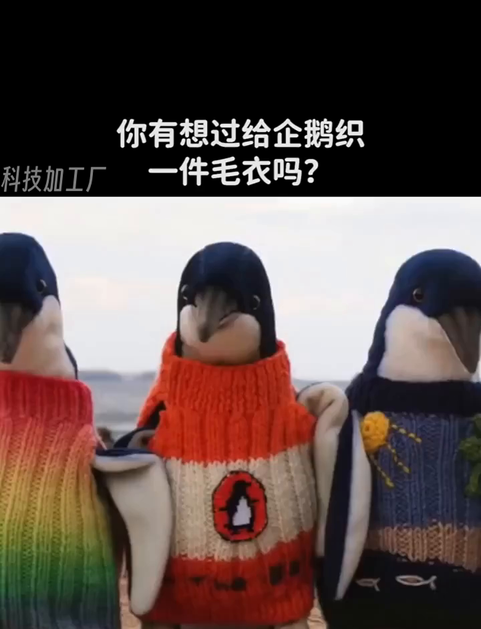 想过给企鹅钩件毛衫吗?