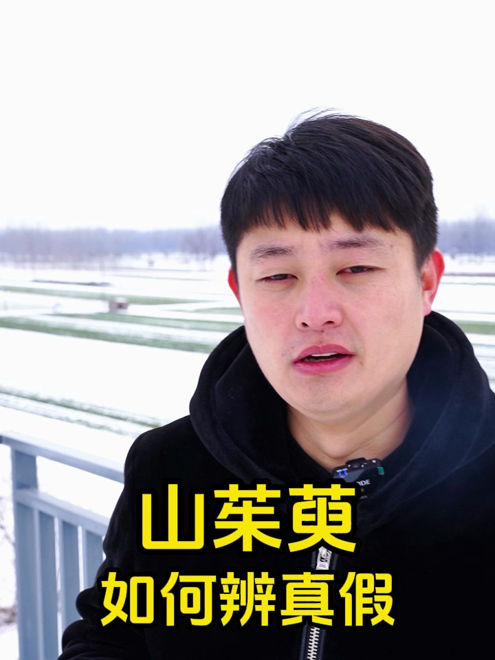 山茱萸如何辨真假 山茱萸山萸肉泡水泡酒代茶饮的功效与作用