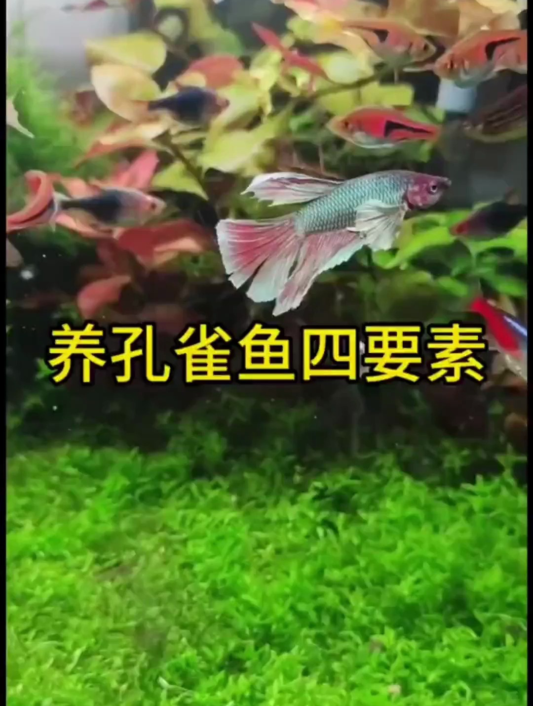 想要养好孔雀鱼?这四点很重要!