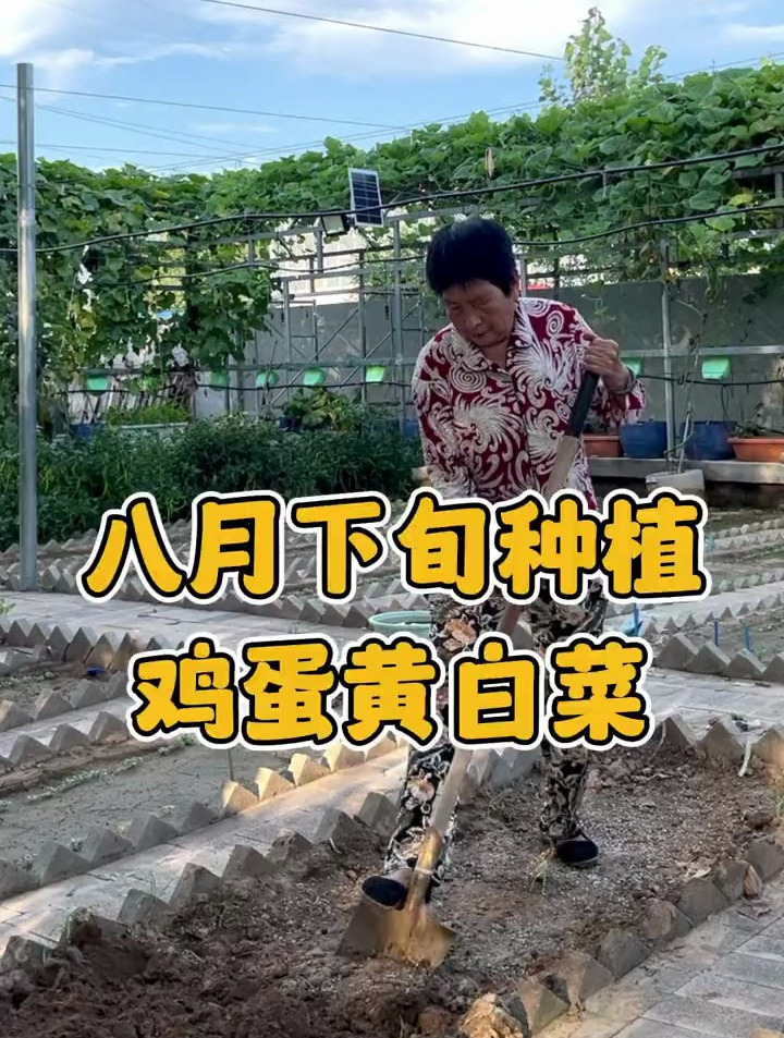 奶奶今天种鸡蛋黄大白菜,出苗到收获需要60天,现在种植时间最佳