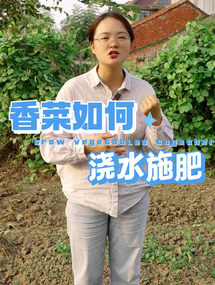 香菜怎么施肥,香菜怎么浇水,不明白的小伙伴们可以学习起来了!