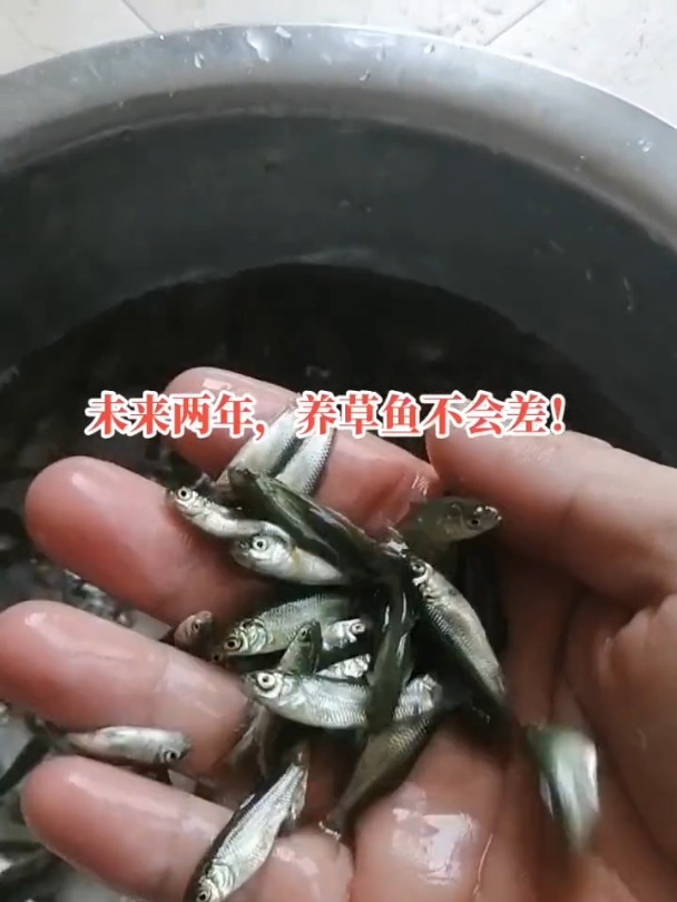 这是小草鱼苗,一斤几百条的,这么小可吃饲料,可吃浮萍水产养