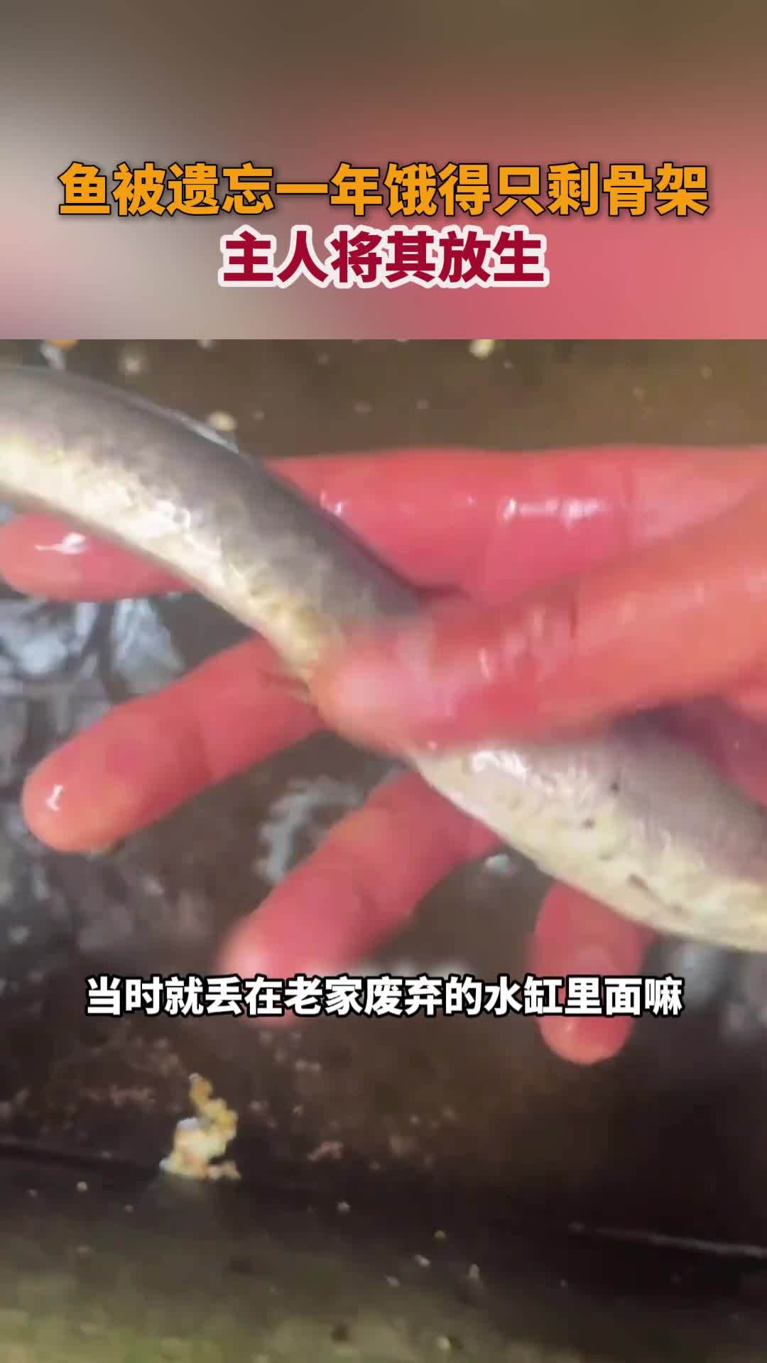 鱼被遗忘一年饿得只剩骨架,主人将其放生
