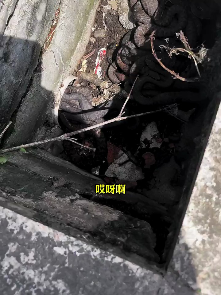 松花蛇可能是怕冷最近不爱出来了