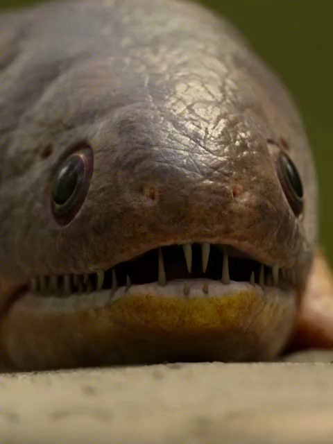 石炭鲵捕食叶鳍鱼