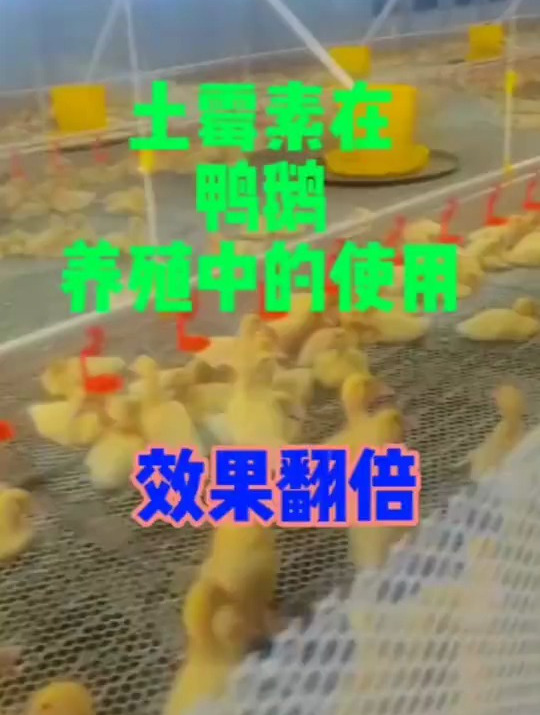 今天给大家分享一下用土霉素配合治疗鸭病效果翻倍的方法