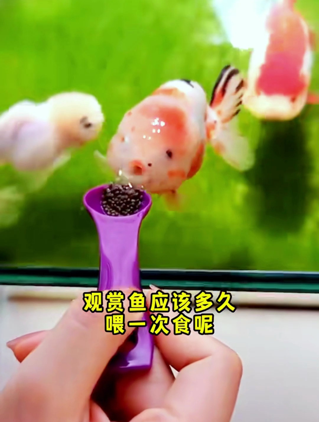 观赏鱼多久喂一次?听听养鱼20年的老师傅建议!