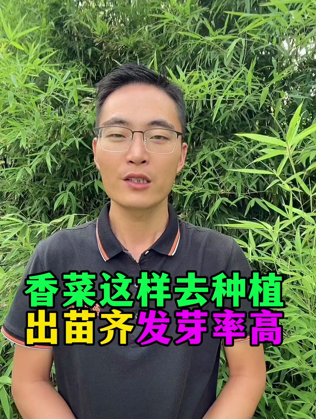 香菜这样去种植出苗齐发芽率高
