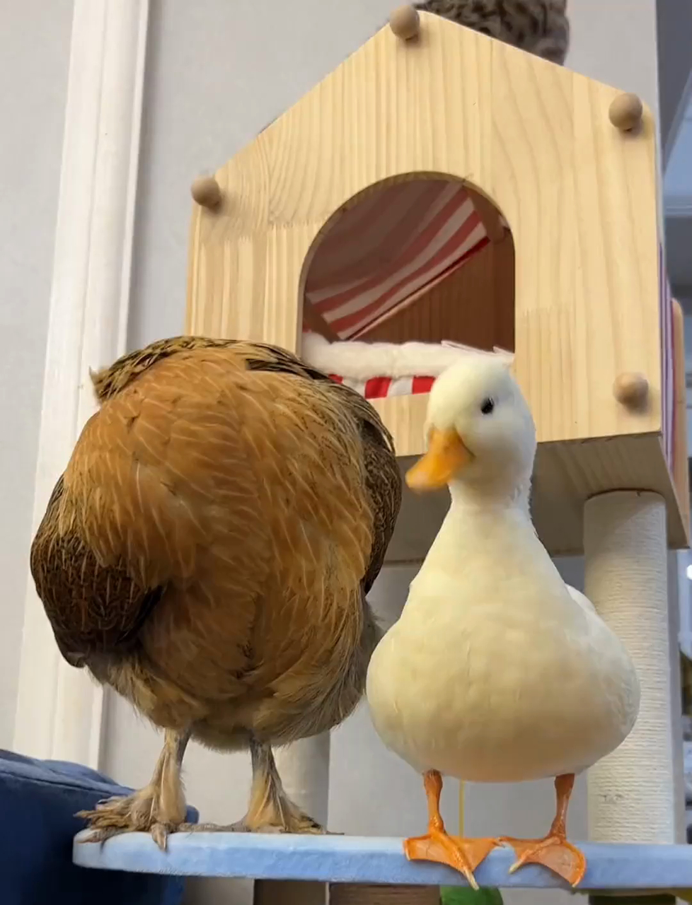 毛栗子：谁懂啊家人们 鸭子猫瘾比人大