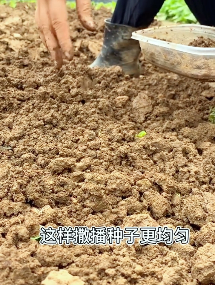 新手种植菠菜前先做这1步,不仅能提高出芽率还能让菠菜产量高!