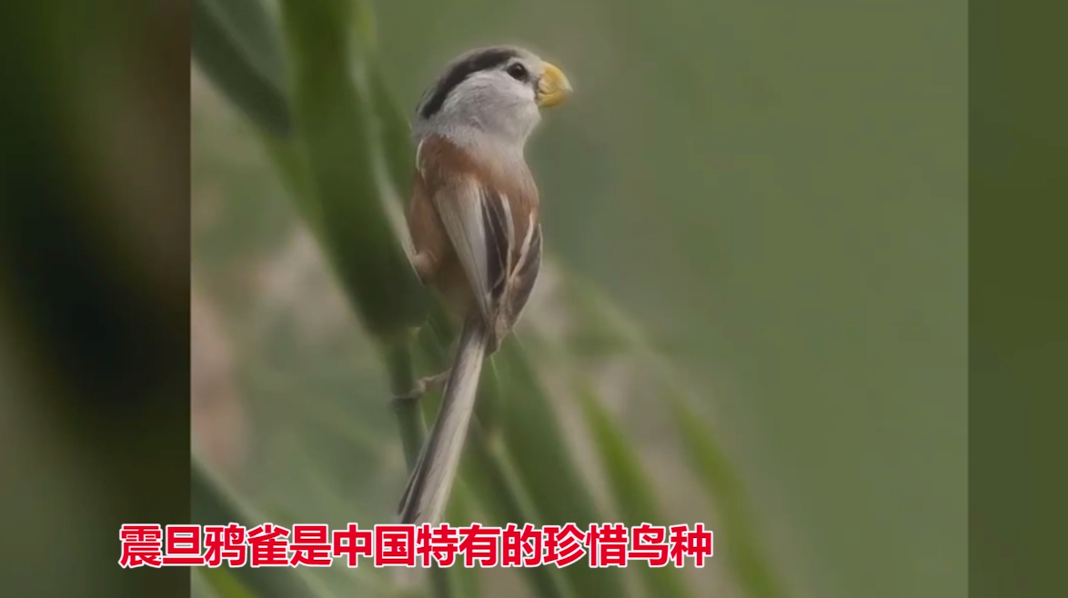 [图]河北武强发现震旦鸦雀 有“鸟中大熊猫”之称