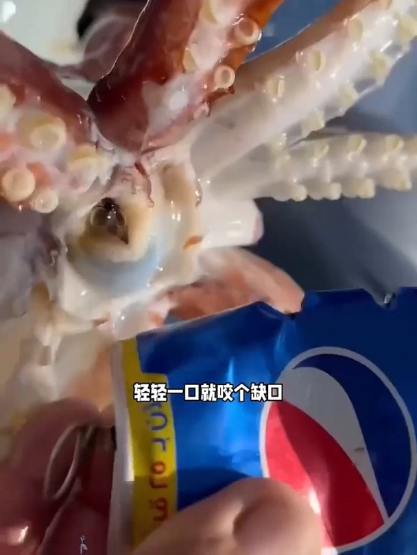 章鱼竟然有非常锋利的牙齿