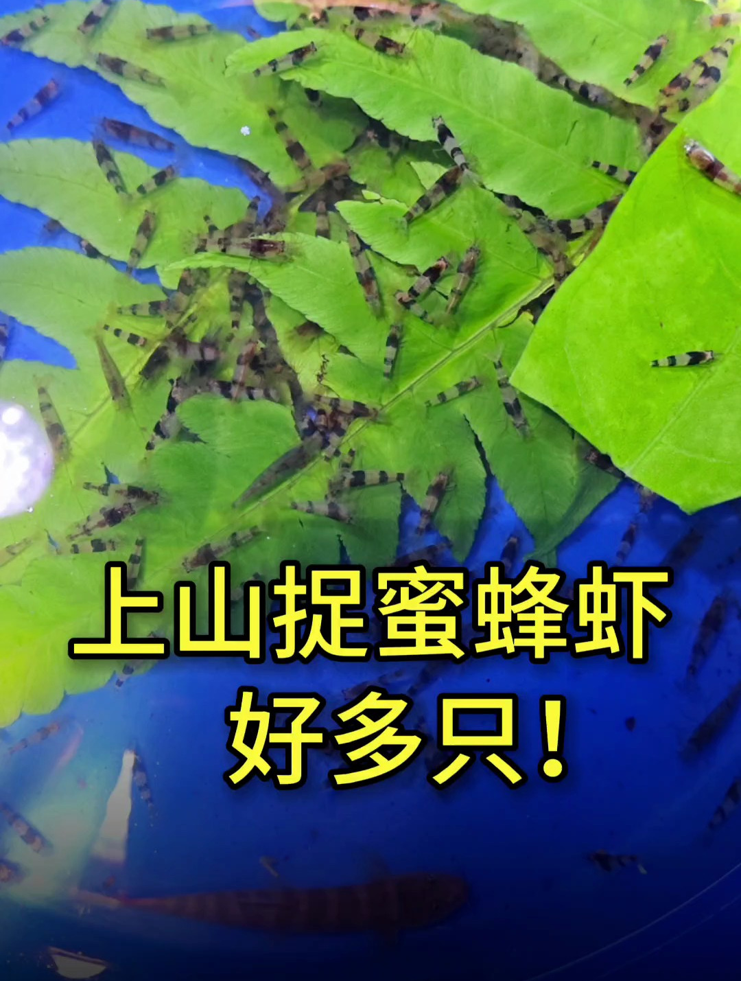 半夜上山捉蜜蜂虾!野采国内原生观赏虾