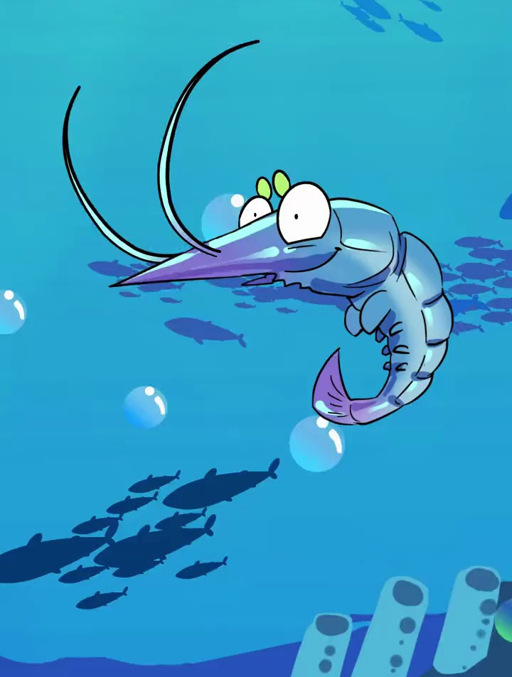 你知道毛虾是个什么虾吗?