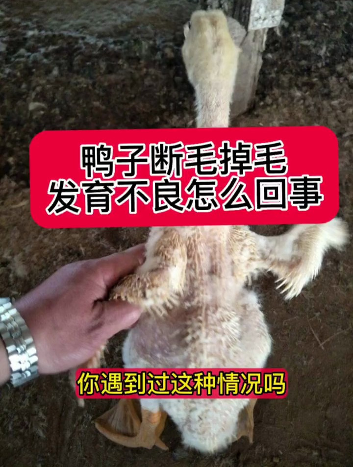 鸭子圆环病毒感染,断翅断毛,掉毛羽毛发育不良
