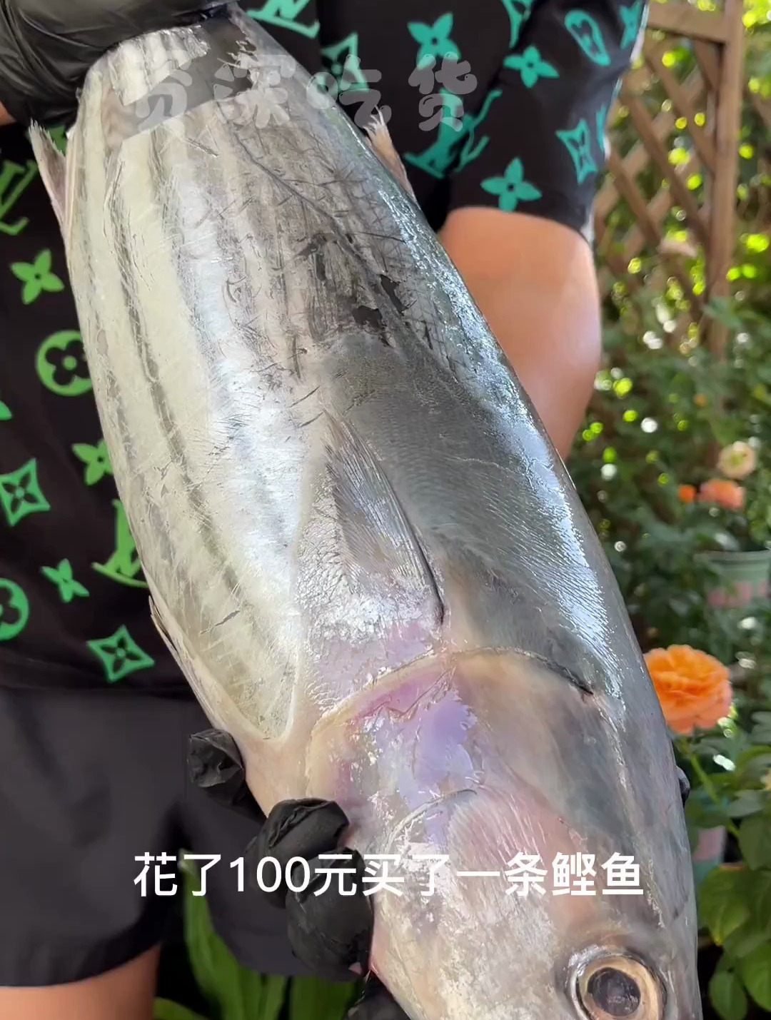 做个鲜掉眉毛的木鱼花