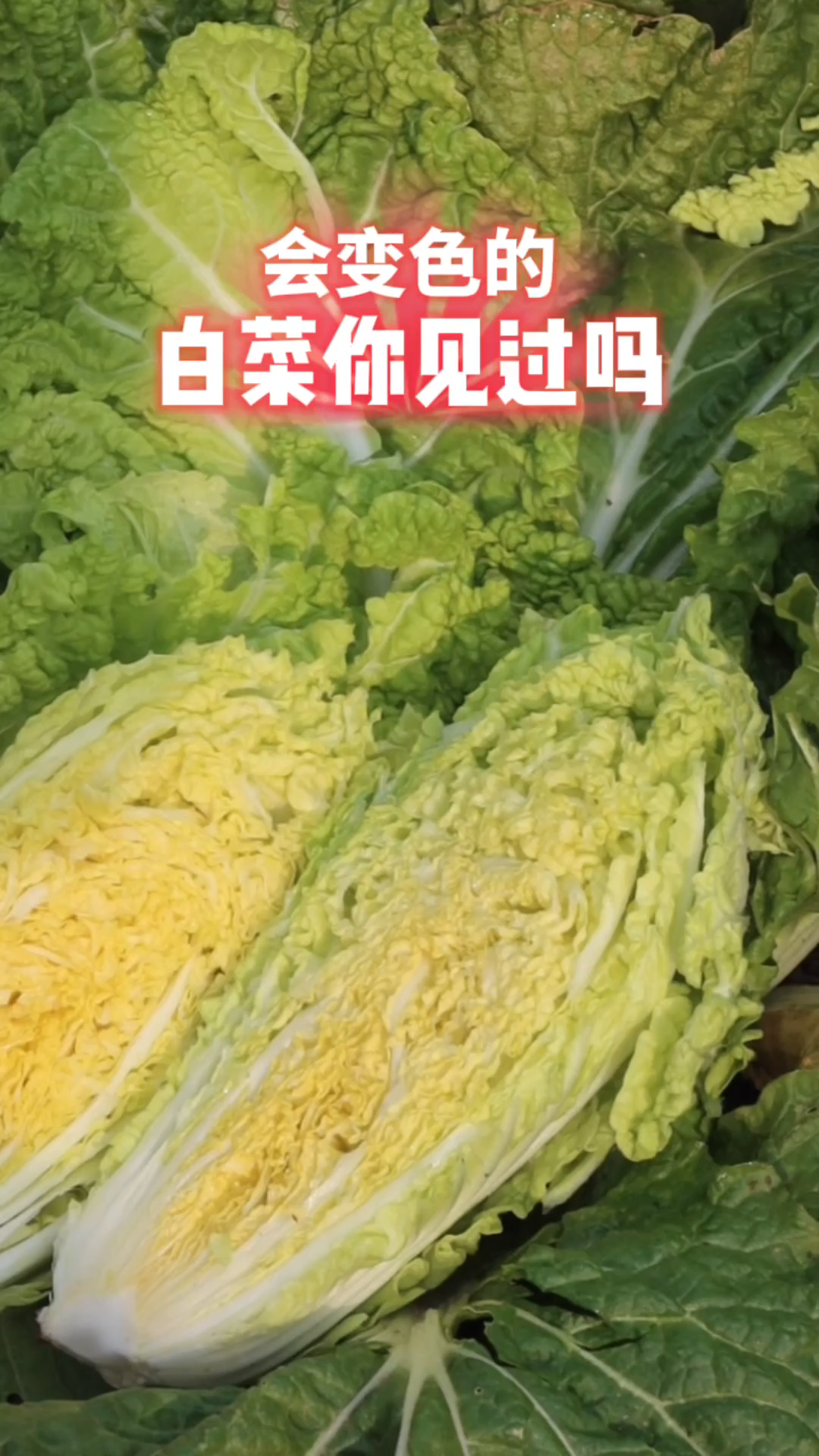 会“变色”的白菜你见过吗?来康康山东省农科院最新选育的“黄金白菜”!