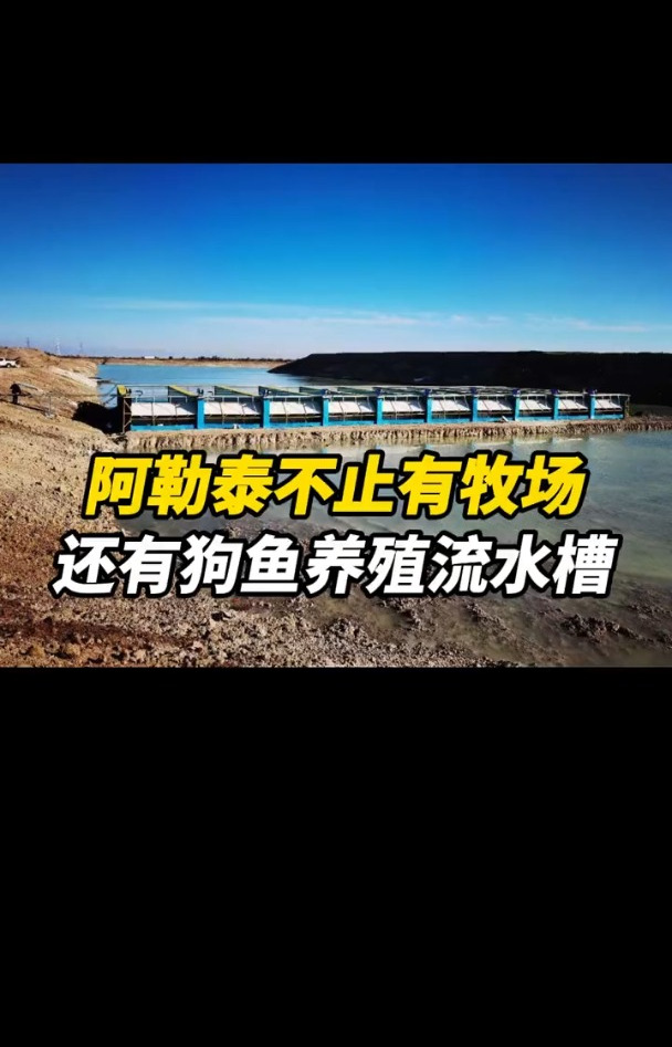 阿勒泰不止有牧场,还有流水槽养殖狗鱼