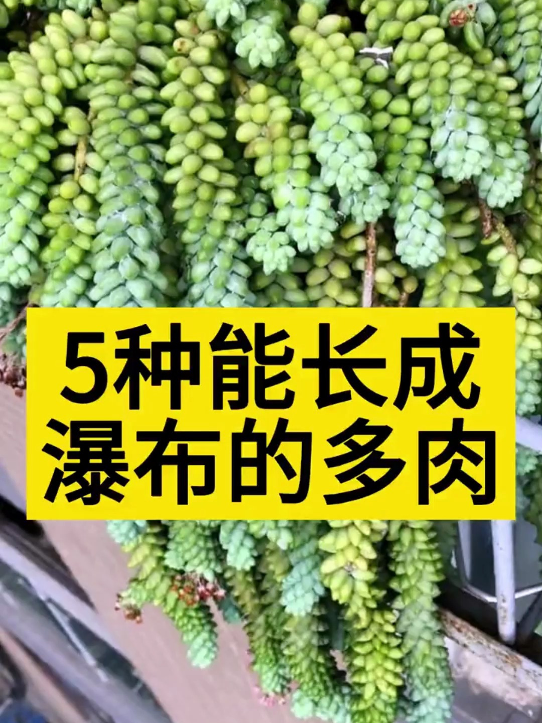 这你也不喜欢?能长成瀑布的多肉!