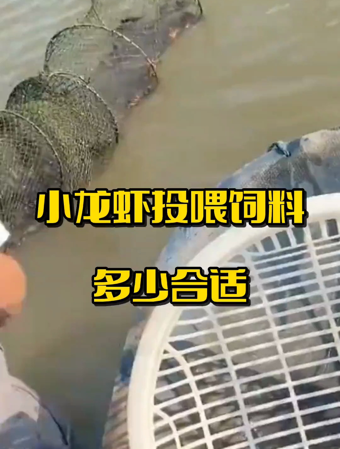 小龙虾投喂饲料多少合适,分享水产养殖技术