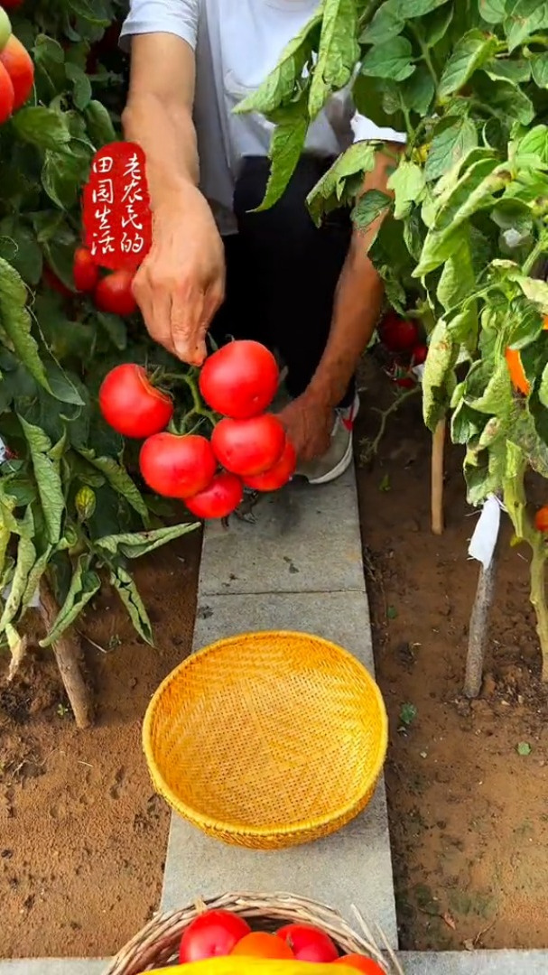 最美的风景不在远方,就在身边的小菜园里!人间烟火气最抚凡人心