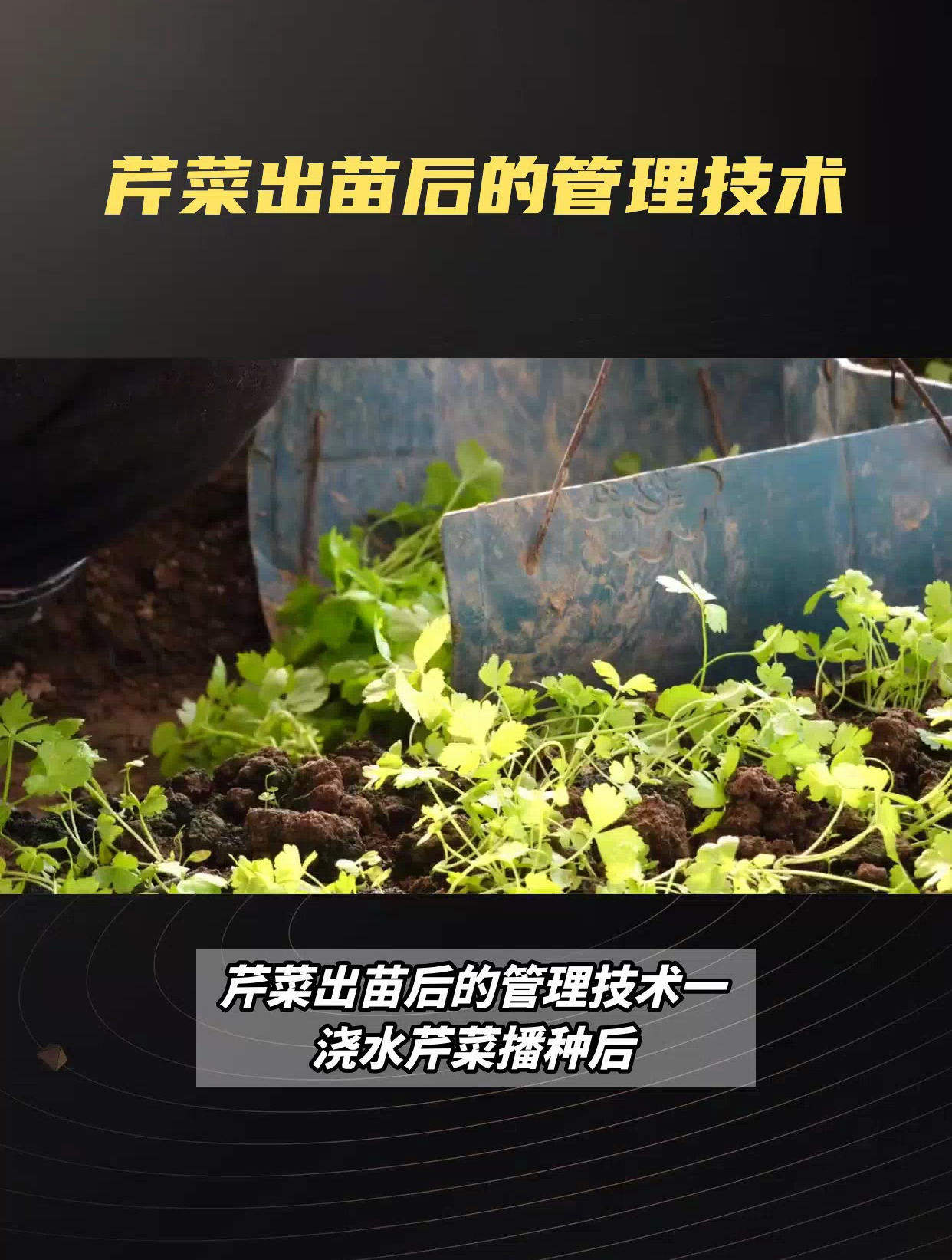 芹菜出苗后管理技术,施肥、除草、病虫害防治,让芹菜丰收在望!