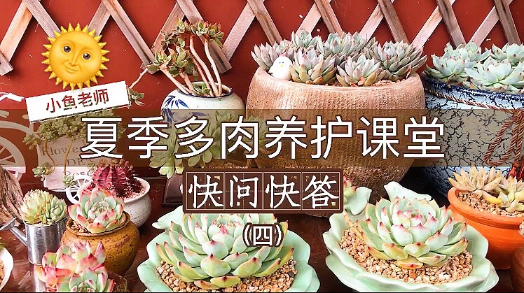 敲黑板了!夏季多肉养护快问快答第4篇,都是网友爱问的话题!