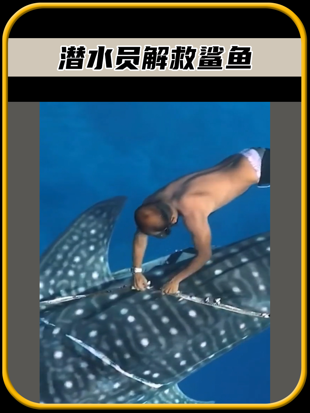 善良的潜水员在深海,解救了被困住的鲨鱼,太有趣