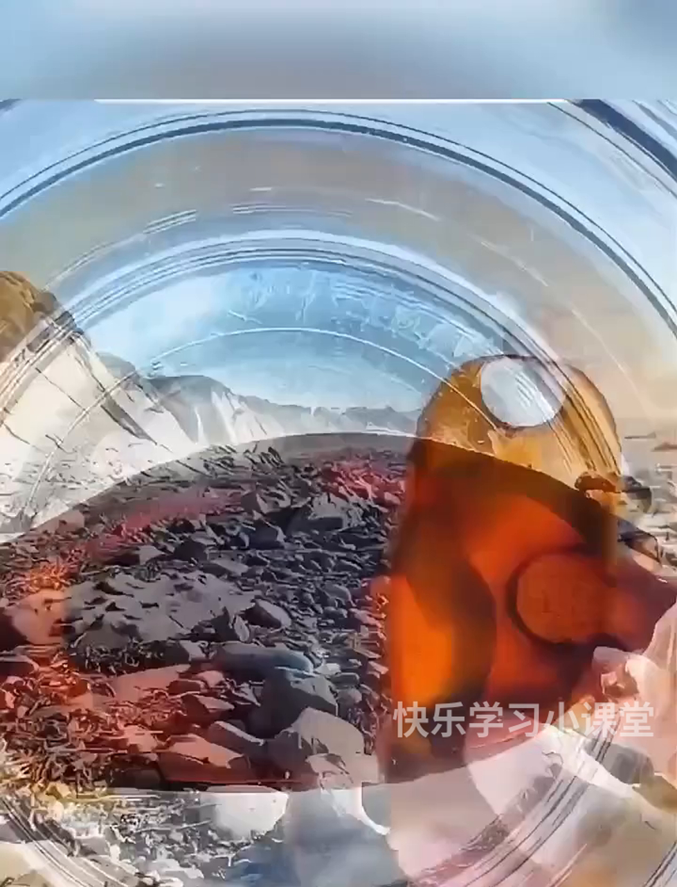 鲨鱼生娃有三种花样:下蛋、直接生小鲨鱼和半蛋半胎