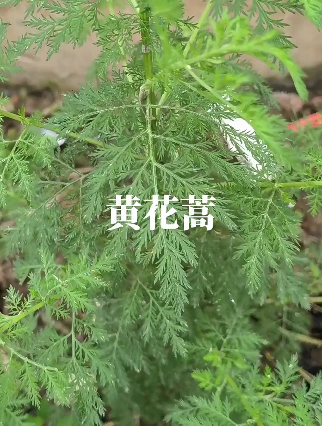 农村野草:黄花蒿