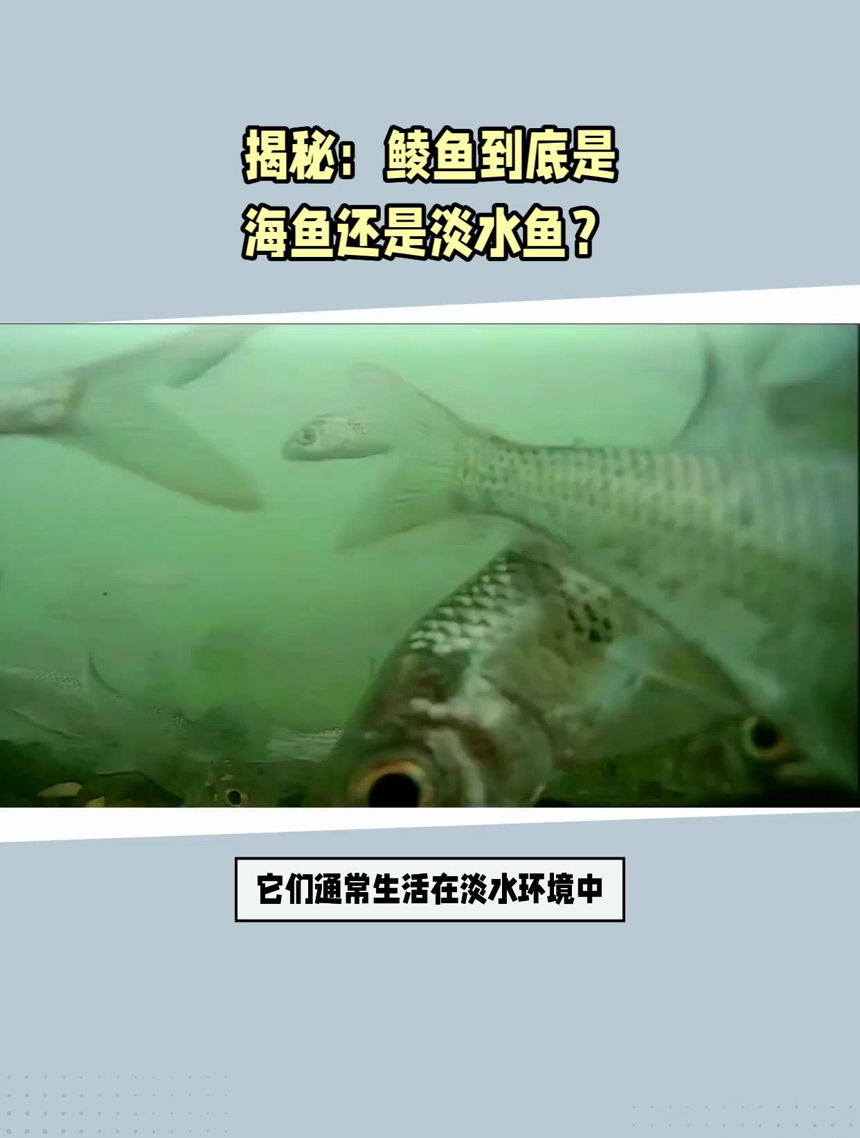 鲮鱼是海鱼还是淡水鱼