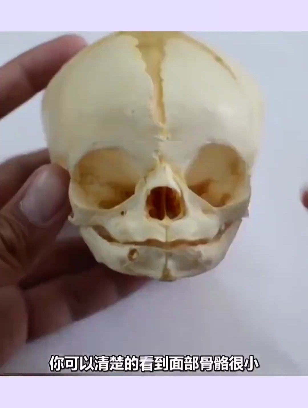 人体解剖学,看一下新生儿的头骨标本