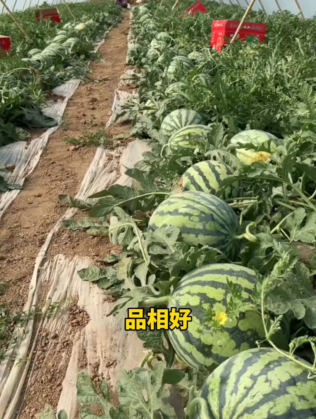 西瓜膨大期常见的9种病害,用这防治药剂!保果平安