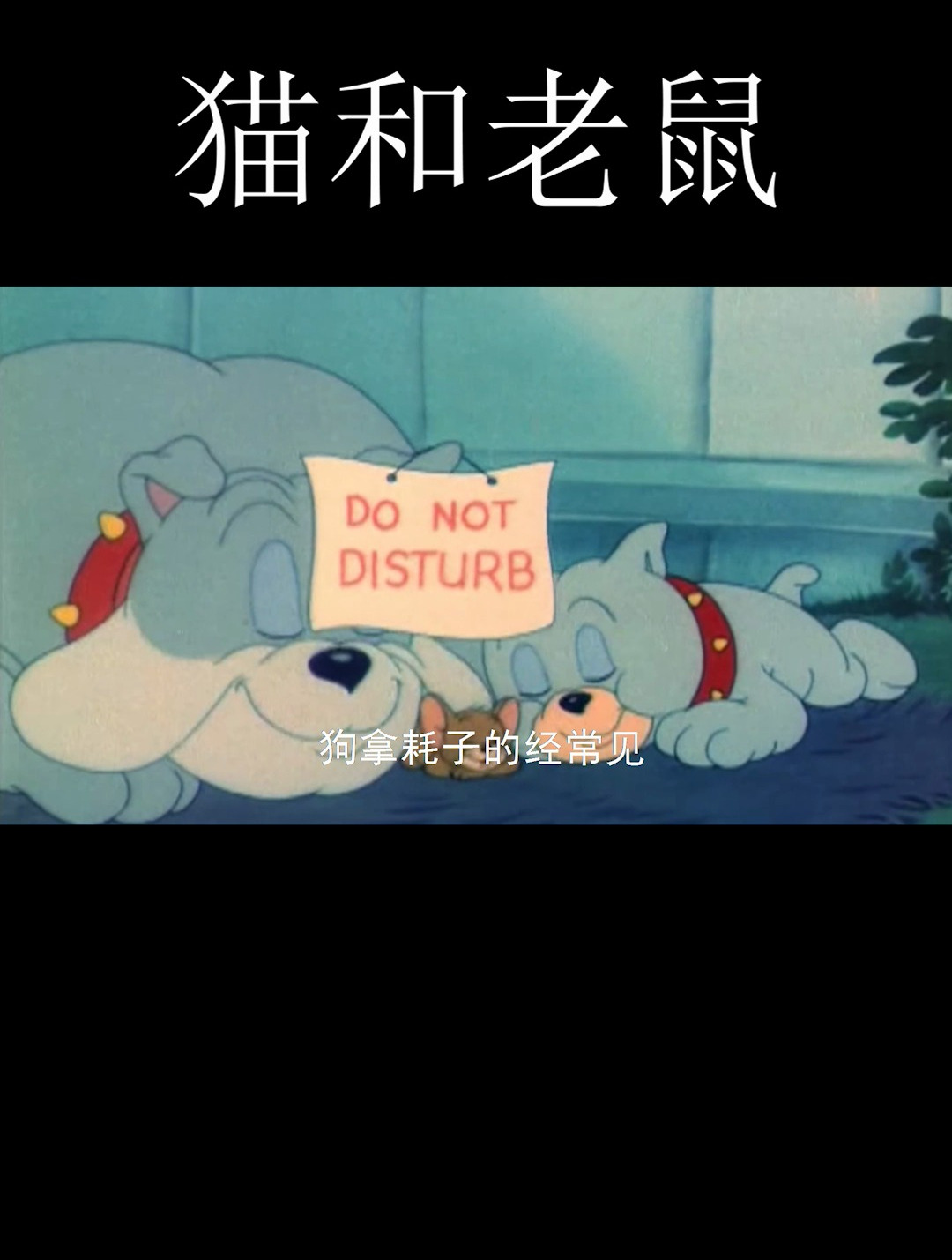 猫和老鼠第5集|狗帮耗子,汤姆猫只能望鼠兴叹
