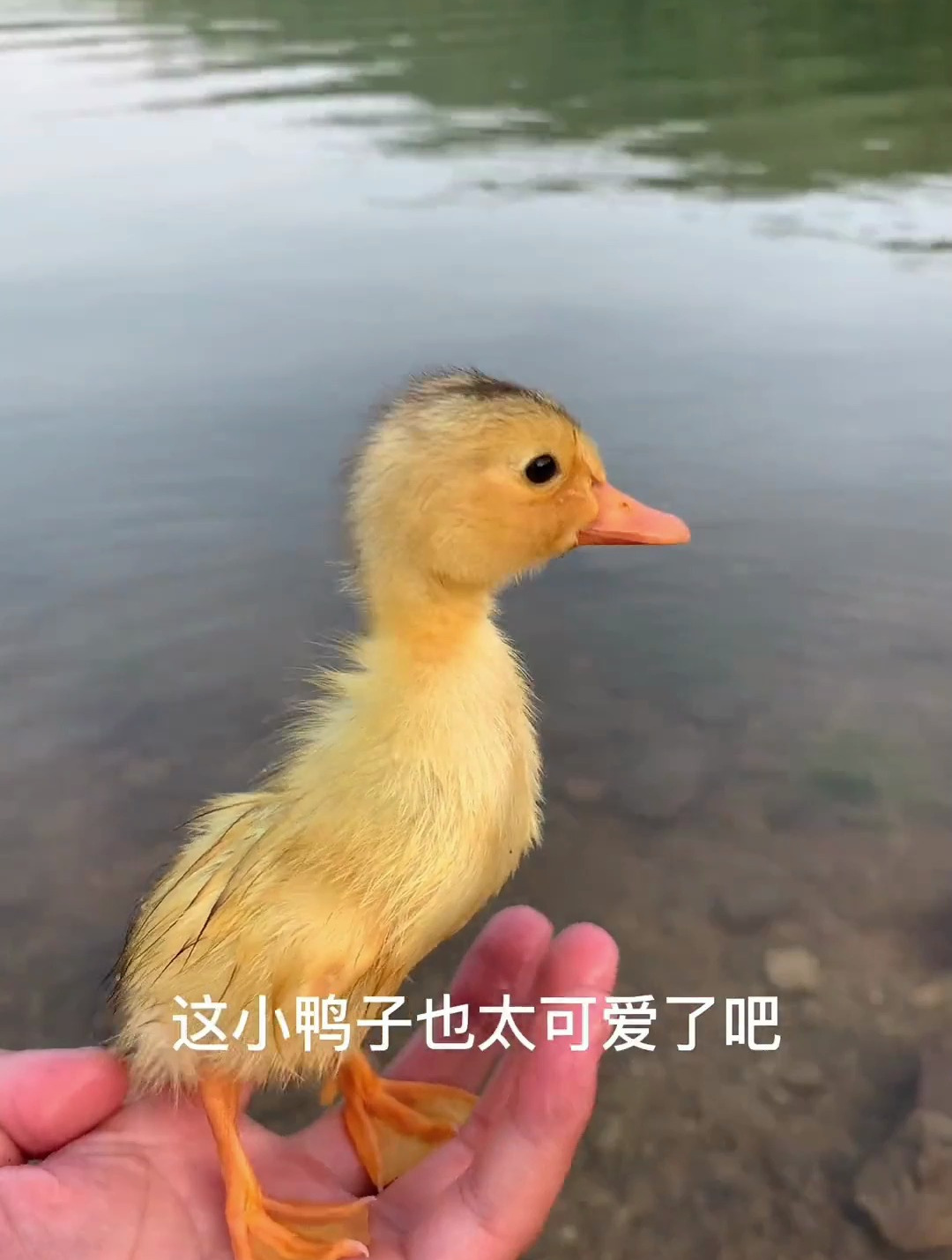 这么可爱的小鸭子 你们喜欢吗