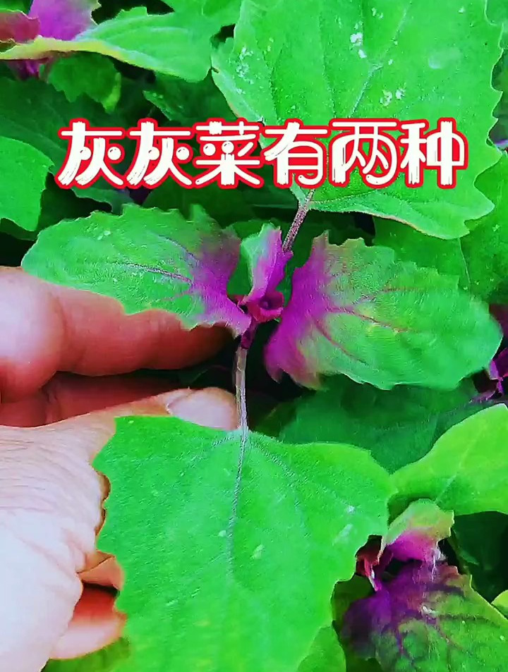 灰灰菜能不能吃?要仔细辨别它分为两种