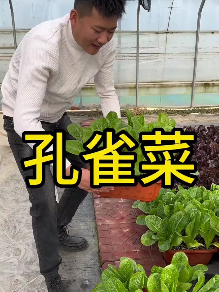 就是这个菜,因长得像孔雀开屏,农村人都不敢吃