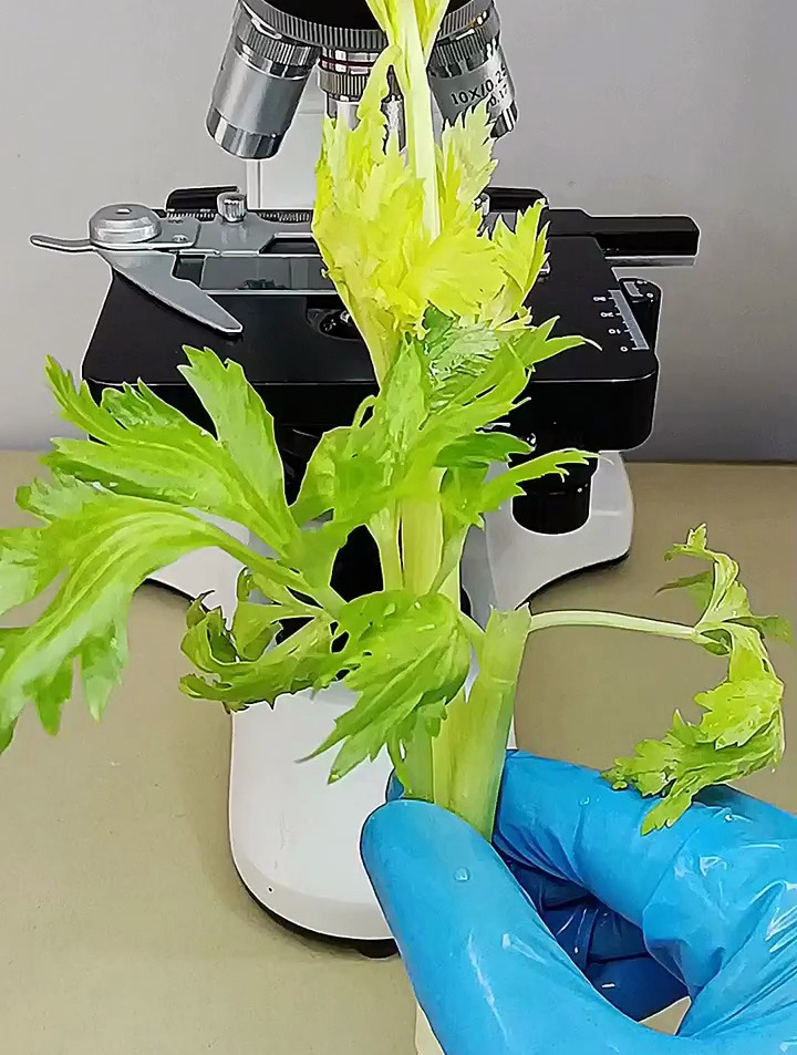 芹菜除了降血压还有什么好处呢