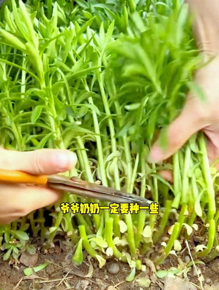 高钙菜又叫“救心菜”,它不仅营养丰富,还具有很高的食疗价值!