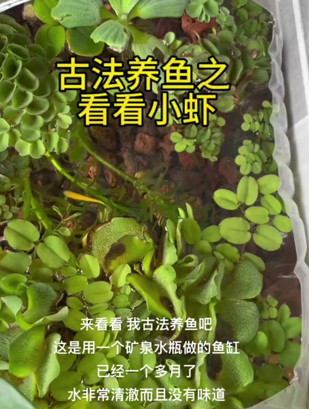 小虾是会吃草的?来看看我养的虾吧!