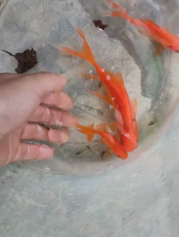 今天又一次到河边,搞到了很多小鱼