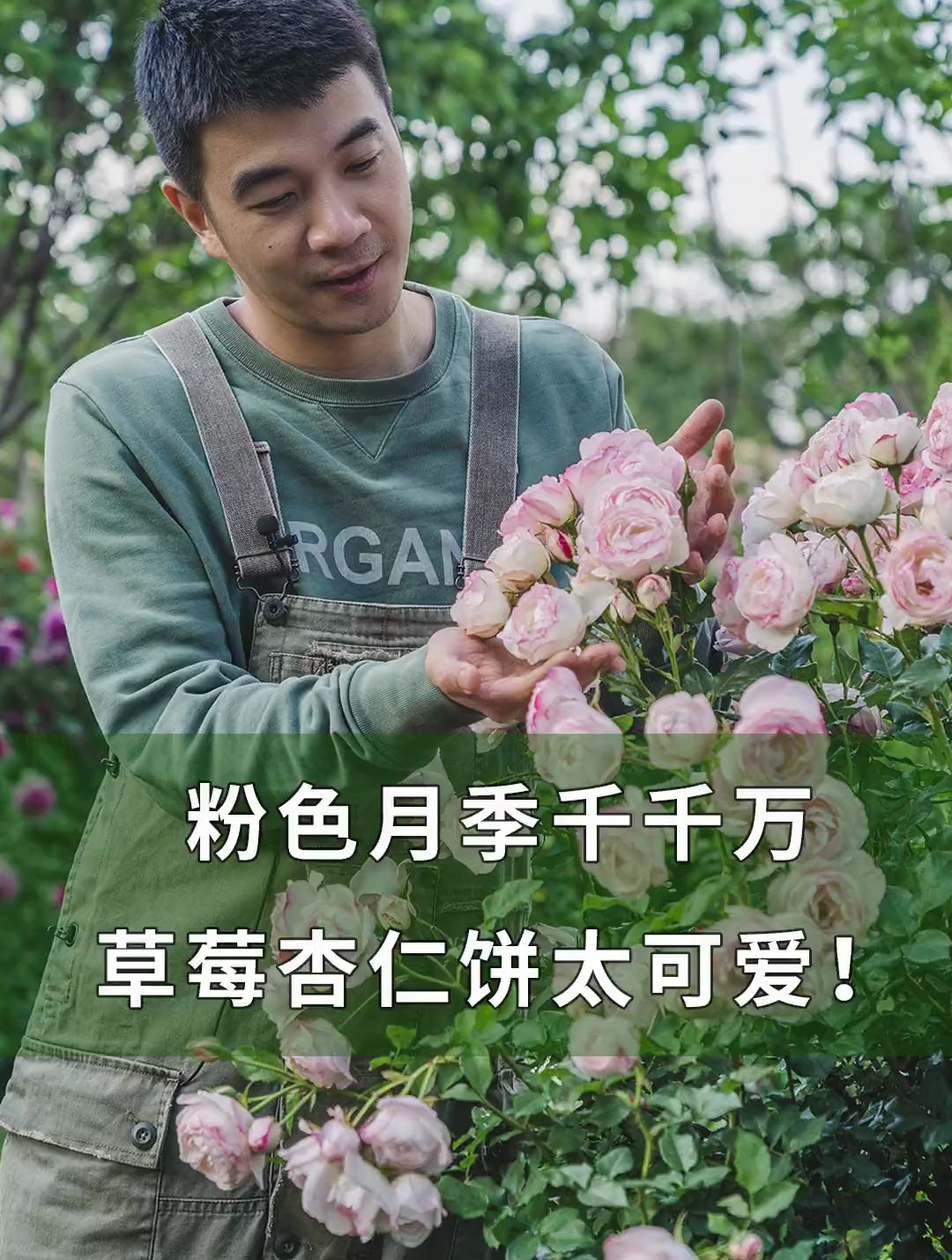 粉色月季千千万,草莓杏仁饼太可爱!